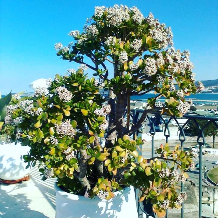 Summer House Tanger Екстериор снимка